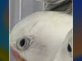 Lovebird albino