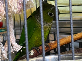 Blackhead Conyers babies for sale