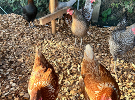 5 hybrid hens for sale