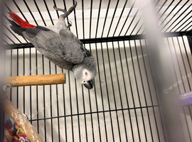 African grey male semi tame