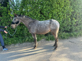 Striking 14.2hh gelding