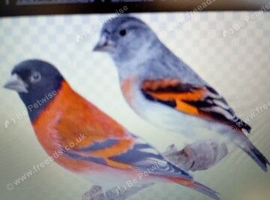 red siskins