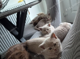 Scottish fold kittens