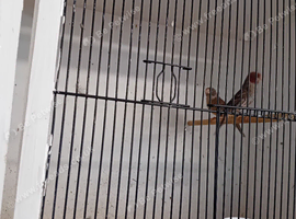 Red headed finch