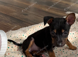 Lola ! 10 week old girl Jack Russel puppy