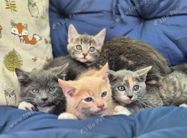 Beautiful kittens for sale