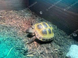Donny the Tortoise