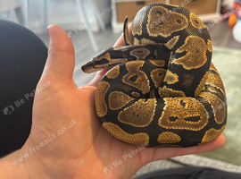 Young bull python