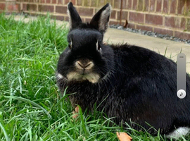 3 year old male