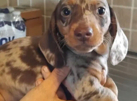 8 week old girl