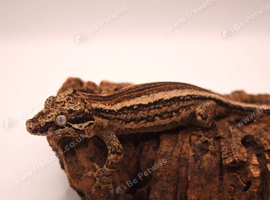 Female Gargoyle Stripe