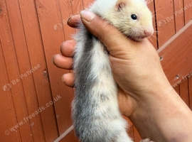 Angora ferrets now ready