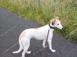 Lurcher bitch