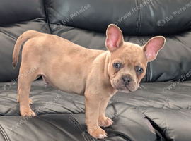 Gorgeous Frenchie x boy