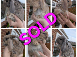 French Lops- now all sold