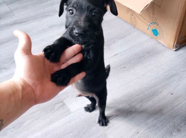 Male patterdale pup