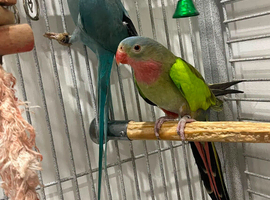 Blue ringneck