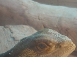 3 year old bearded dragon