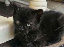 Black smoke Dsh kitten