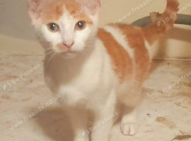 Hi im clutch a 5 month old bengal cross urgently need a home