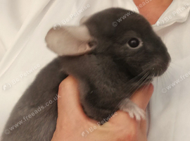 Chinchilla Baby Boy , 3 Months old for sale now in Feltham TW13