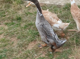 6 months old Indian runner drake