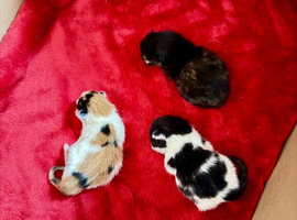 The most beautiful kittens ever