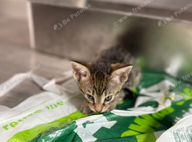 Oriental cross f5 savannah kittens