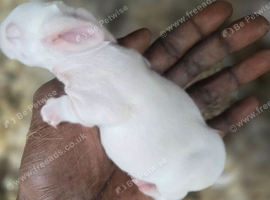 Continental Giant Rabbit Kits &ndash; Available for Booking