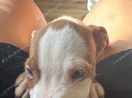 English bull terrier cross puppies