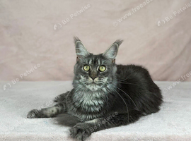 TICA active proven cats