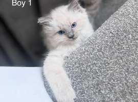 3 kittens Ragdoll