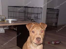 Sharpei x staff