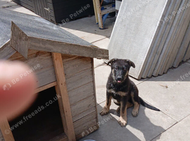 One puppy left