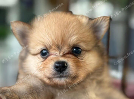 Pom pup