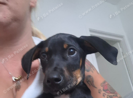 Dobbie my beautiful Dobermann