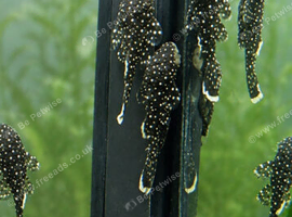 L181 Peppermint plecos