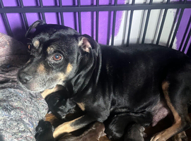 Staffie puppies
