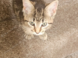 12 weeks kitten
