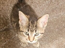 12 weeks old kitten