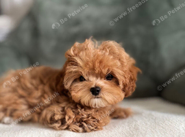 True Teacup Asian Maltipoo Girl DNA Clear