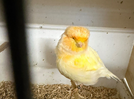 Norwich canaries