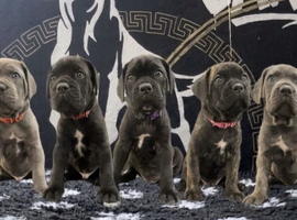 Cane corso puppies