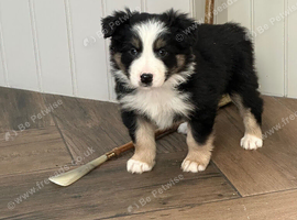 Quality Border Collie Pups