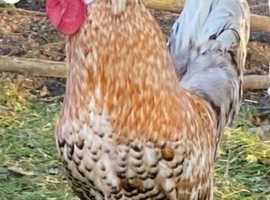 Candycorn type polish roo looking for a new home