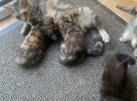 Kittens for sale