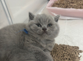 CHAMPION LINE PEDIGREE REGISTERED MALE BSH