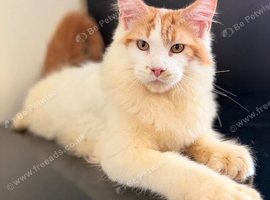 Maine coon kittens