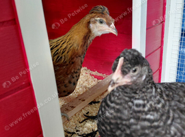 Mixed breed chickens