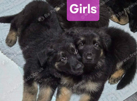 German shepherd puppies